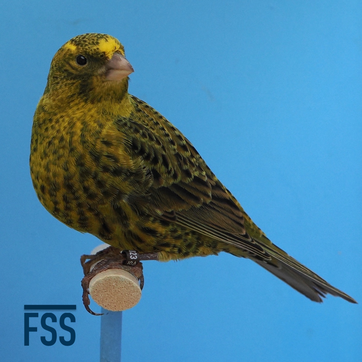 Huw Evans Lizard canaries 2022