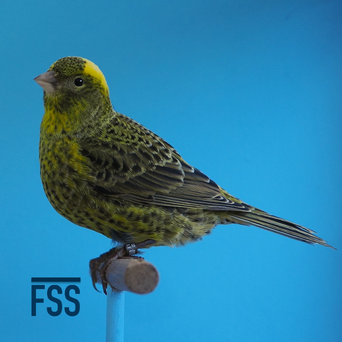 Huw Evans Lizard canaries 2022