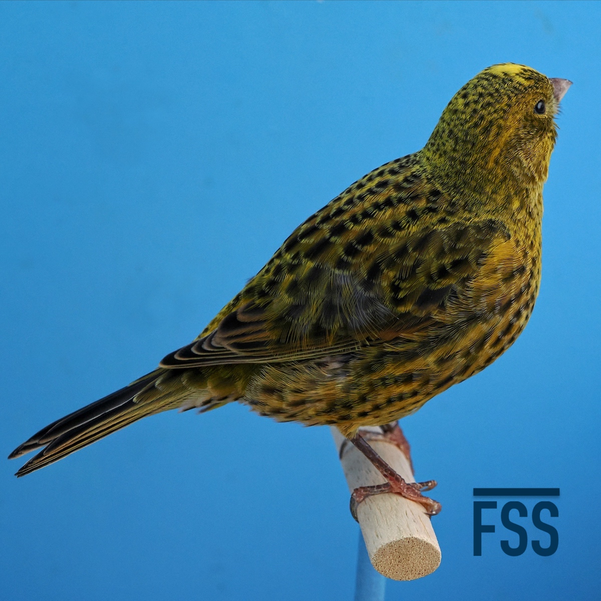 Huw Evans Lizard canaries 2022