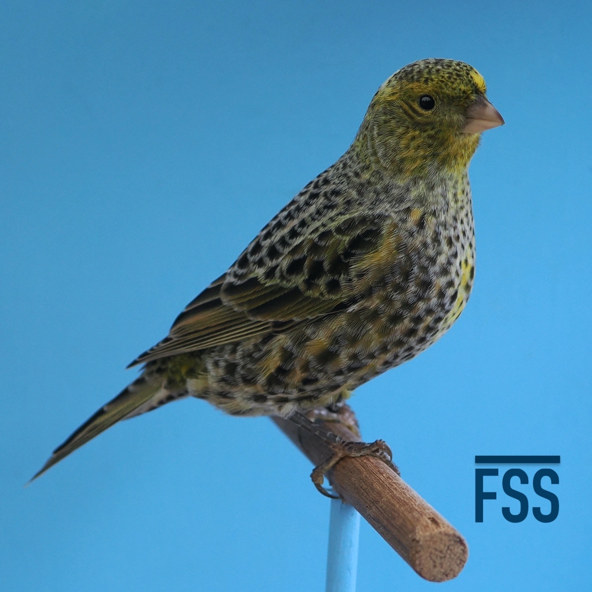 Huw Evans Lizard canaries 2022