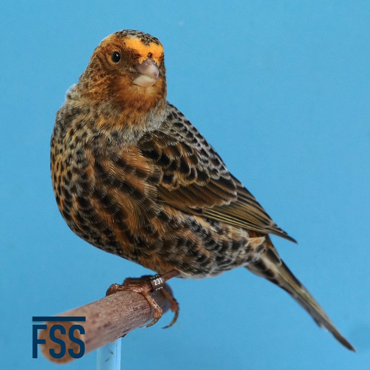 Huw Evans Lizard canaries 2022