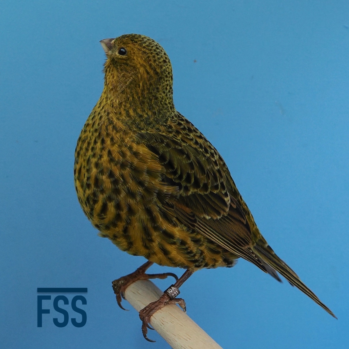 Huw Evans Lizard canaries 2022