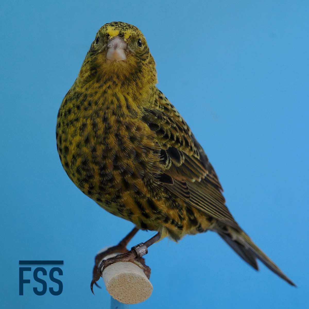 Huw Evans Lizard canaries 2022