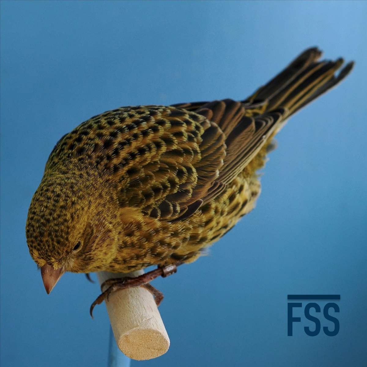 Huw Evans Lizard canaries 2022