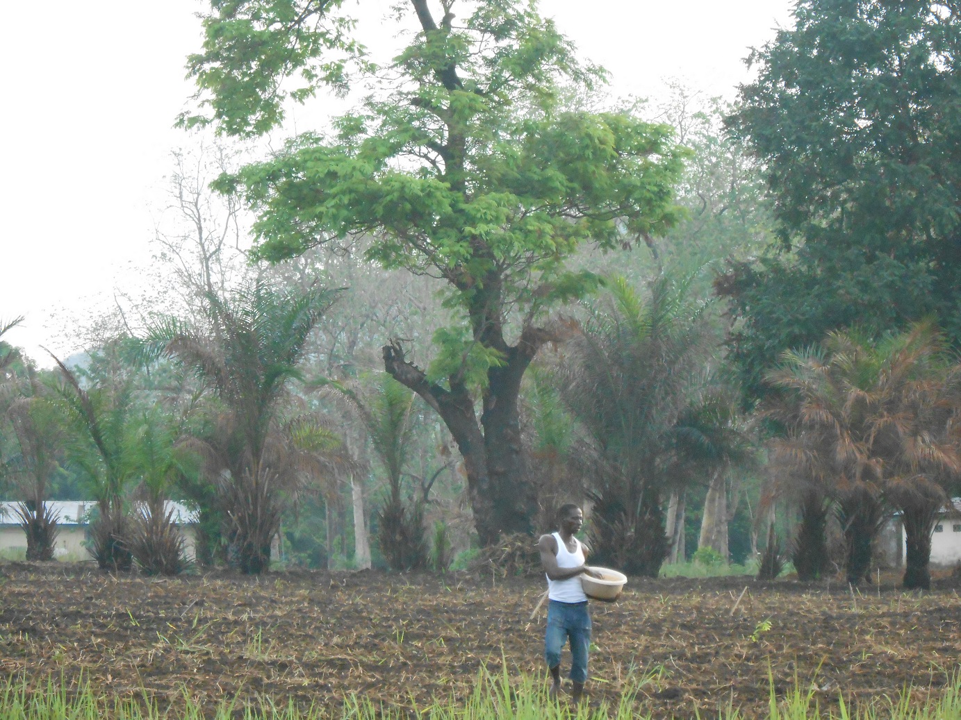 La semina del riso
