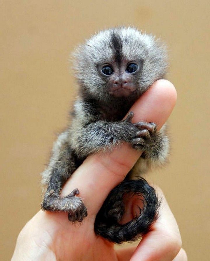 finger monkey pygmy marmoset facts on how to purchase a finger monkey