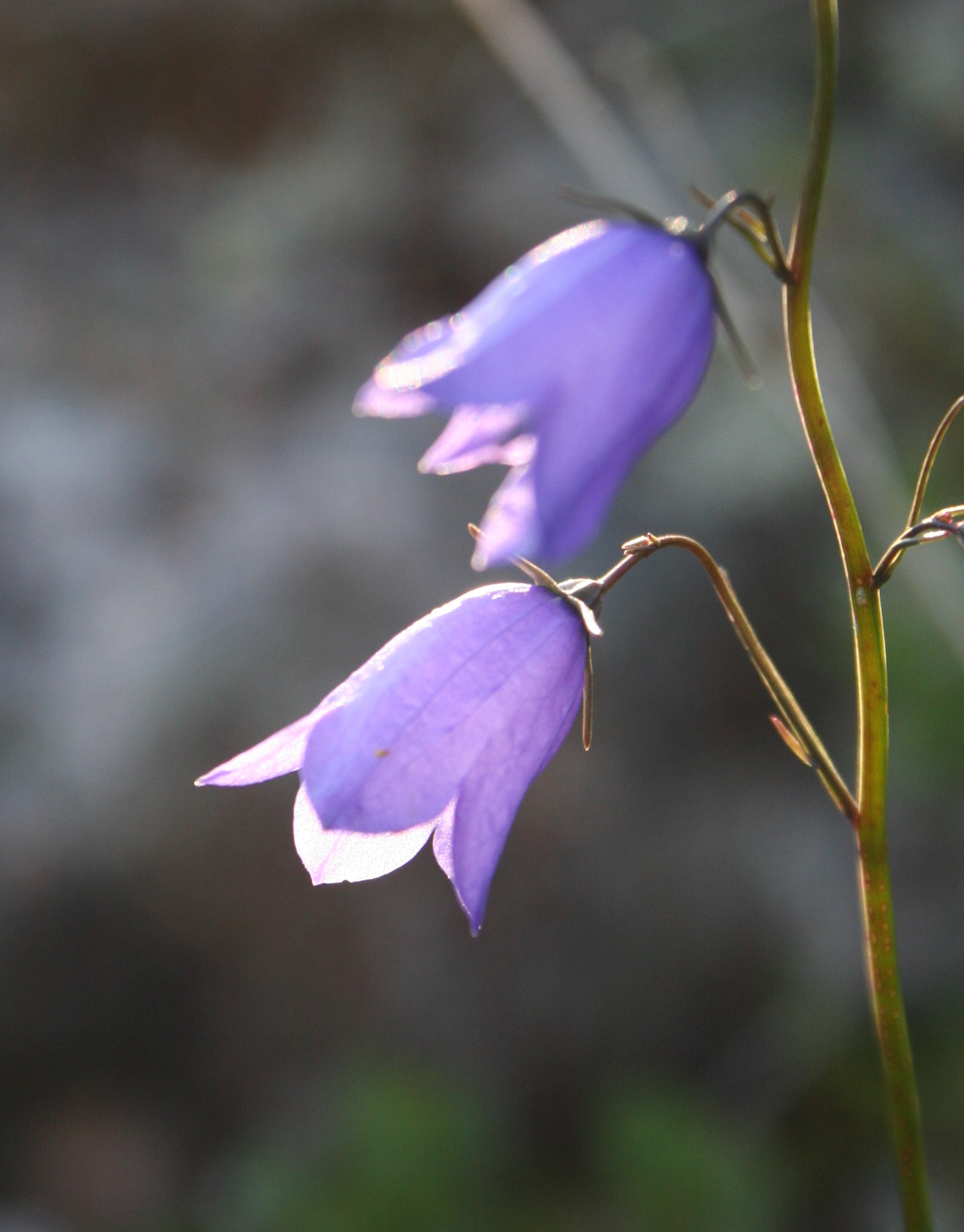 Beautiful blue bells on the hill