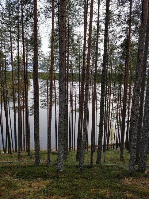 SoivametsäT