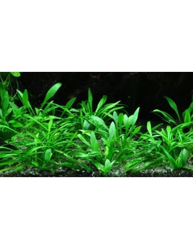 It is one of the few species that does not significantly change its leaf. Cryptocoryne Parva