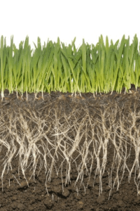 Source: Solcum, G. Small Grains as Forage AND Cover Crops. Onpasture.com