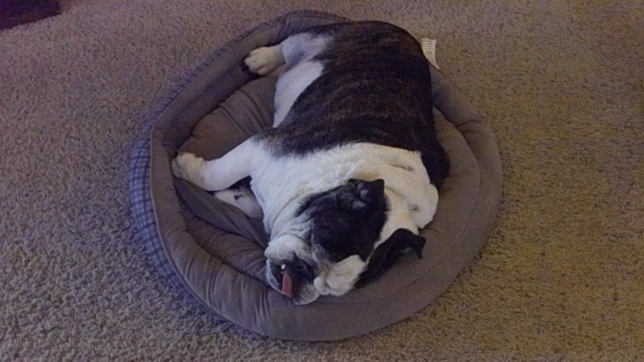 BaiileyAsleep