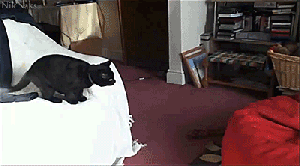 kittenbeanbag
