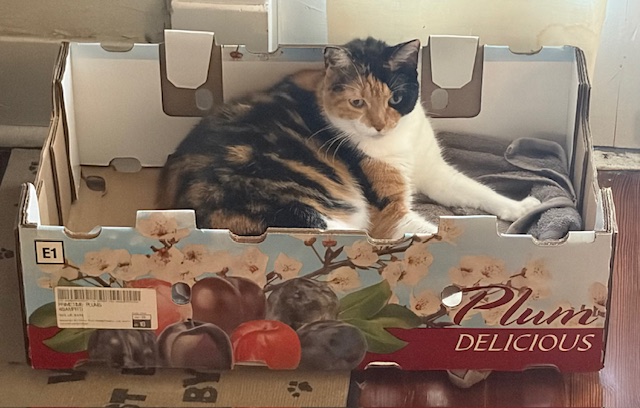 Friday Catblogging: Plum Delicious