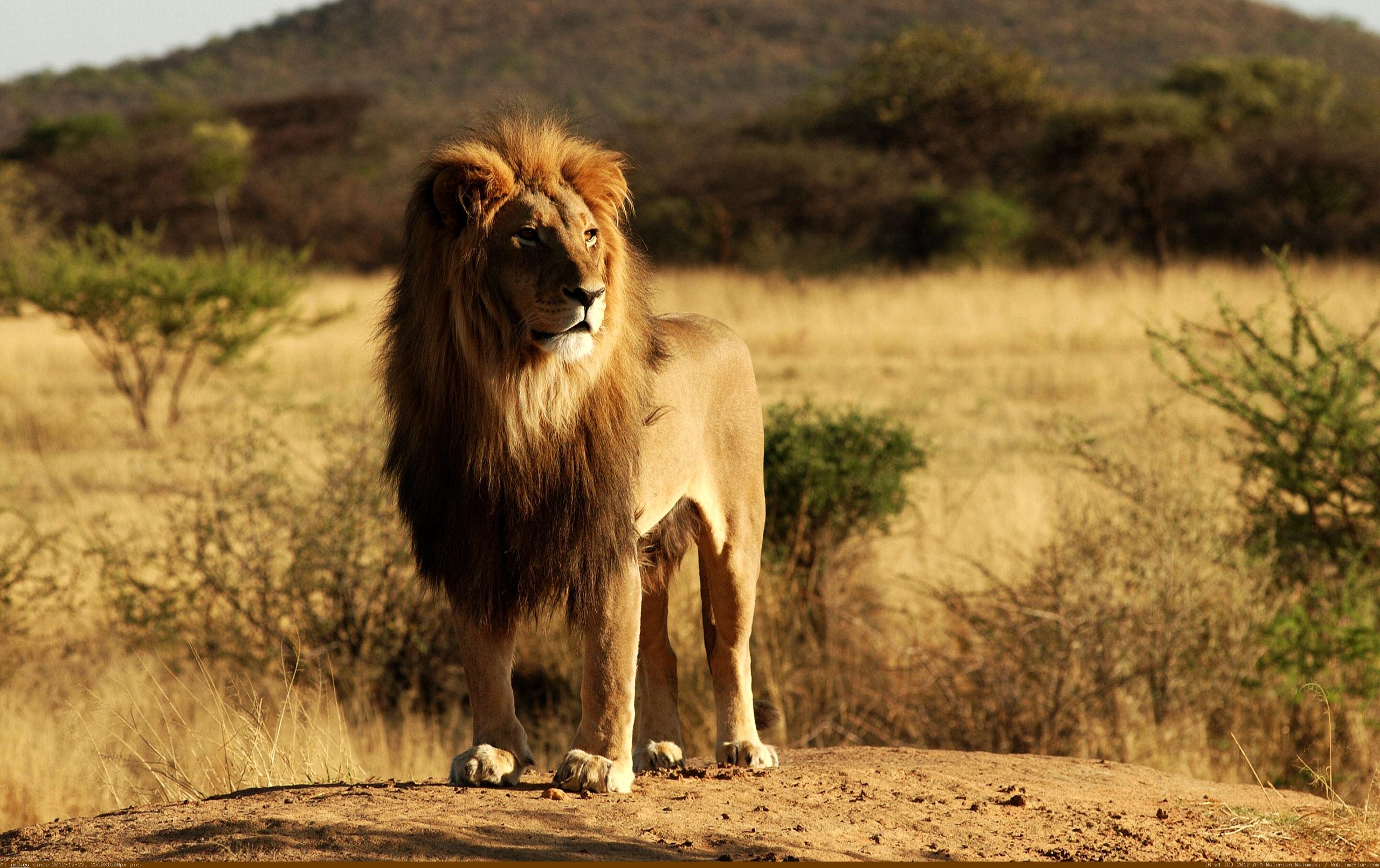 Hunting lion stalking its prey in the dark showing its majestic mane and sharp claws. Issue Of The Week Zambia Lifts Lion Hunting Ban First For Wildlife