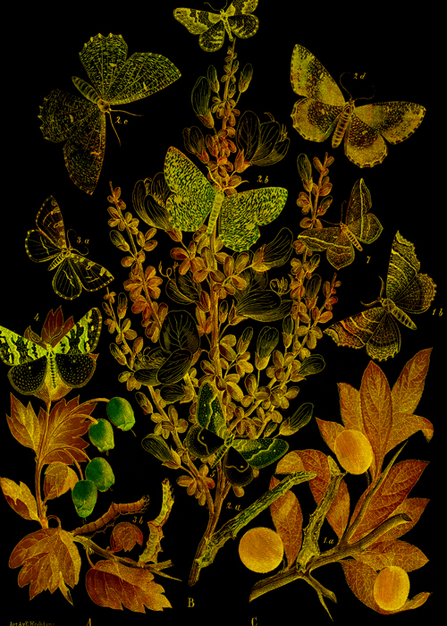 Japanned Butterflies © Sarah Vernon