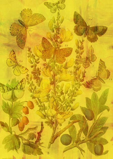 Butterfly Cascade © Sarah Vernon [Crated]