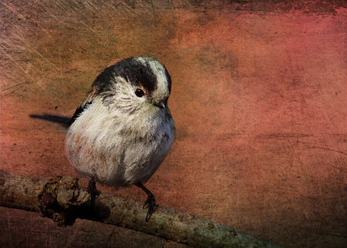 Bird on the Beam © Sarah Vernon [Crated]