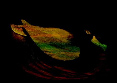 Diomedea © Sarah Vernon