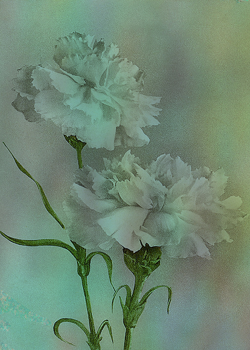 ’Such Serviceable Flowers’ © Sarah Vernon