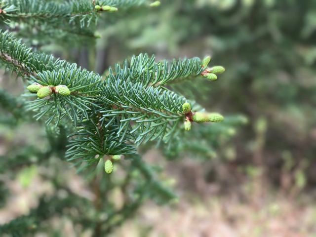 Spruce tips. Photo by Cathie Archbould, Archbould Photography. From FirstWeEat.ca, about Food Security North of 60 degrees latitude, a website supporting First We Eat, a documentary by Yukon filmmaker Suzanne Crocker about eating only locally-grown foods in in Dawson City, Yukon, in Canada's North, for one year.