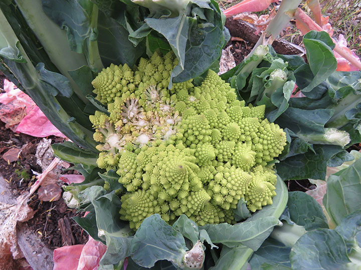 Romanesco with moose bite out of it. Photo by Suzanne Crocker. From FirstWeEat.ca, the Food Security North of 60 website supporting First We Eat, a documentary by Yukon filmmaker Suzanne Crocker about eating only locally-grown foods in in Dawson City, Yukon, in Canada's North, for one year.