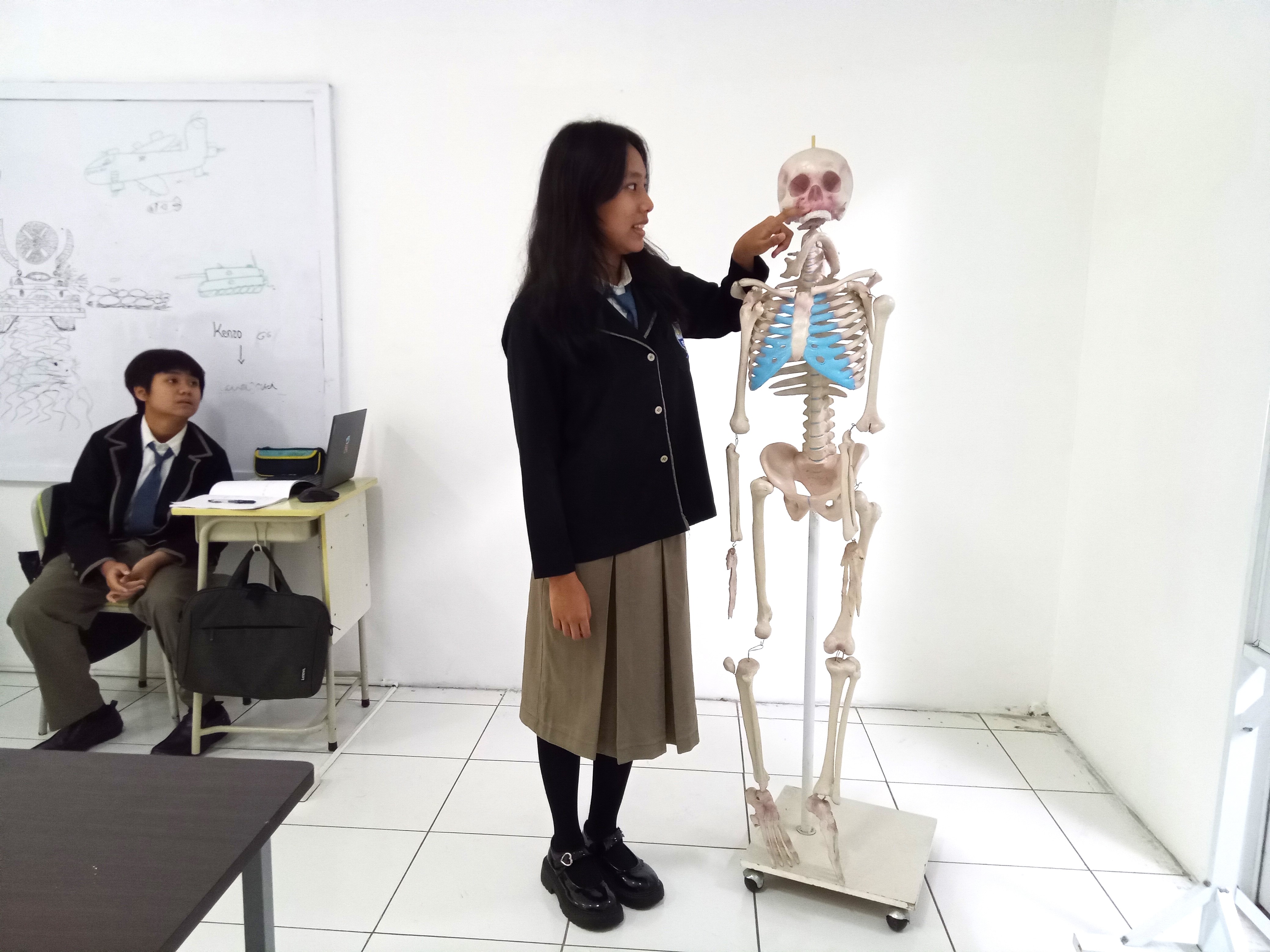 Secondary 2 – Biology: Skeletal System