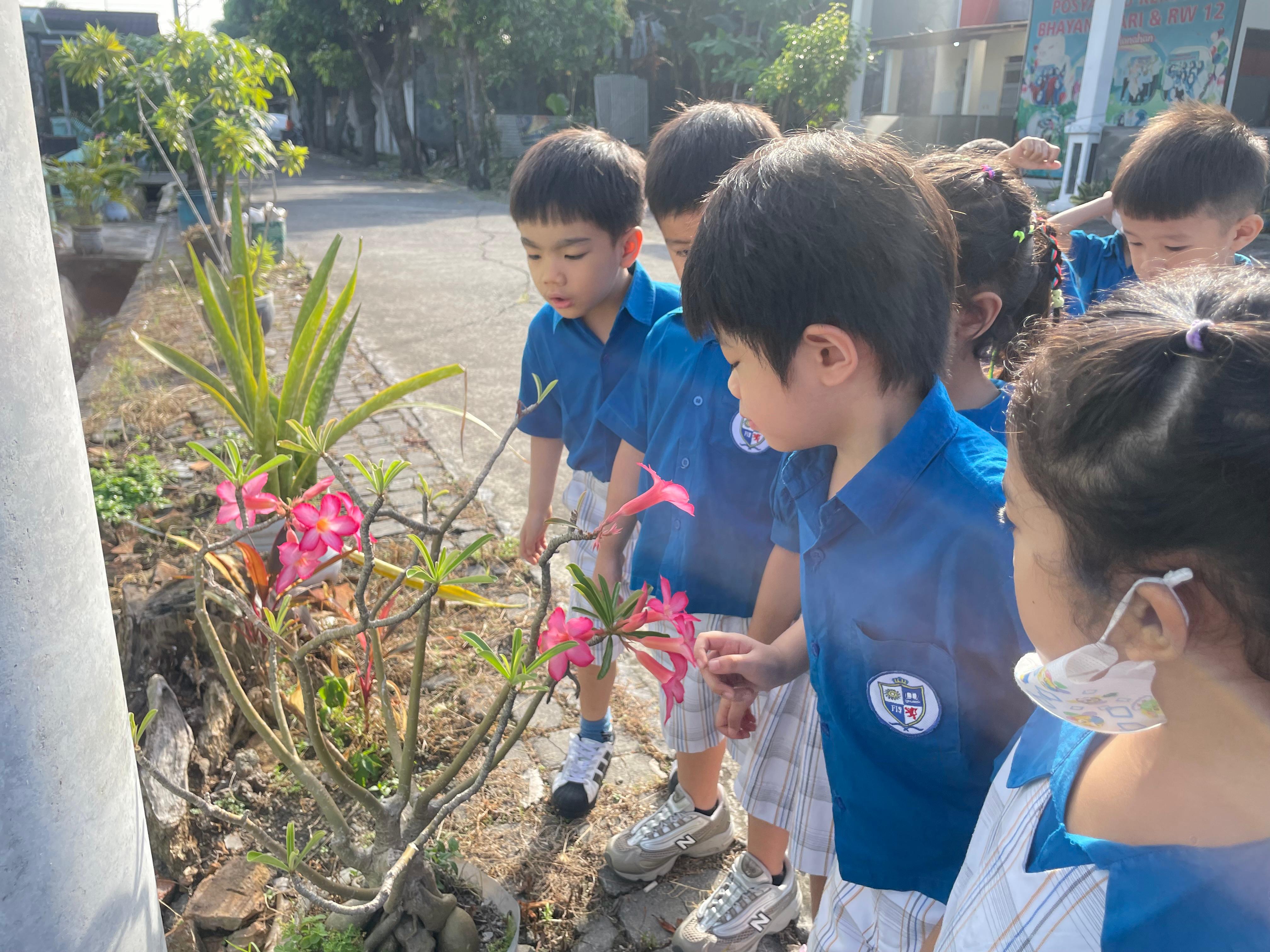 Early Year 1 – English: Observing plants in the school surroundings