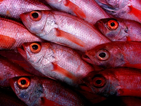 とある魚屋さんで ふぐ をさばくところを見せてもらいました