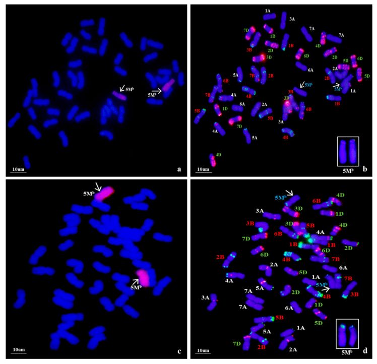 Fish Protocol For Interphase Chromosomes Creative Bioarray Creative Bioarray - Download Professional Geometric Image | Mobile