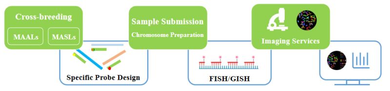 Aline Chromosomes Identification Creative Bioarray - Download Beautiful Space Image | 4K