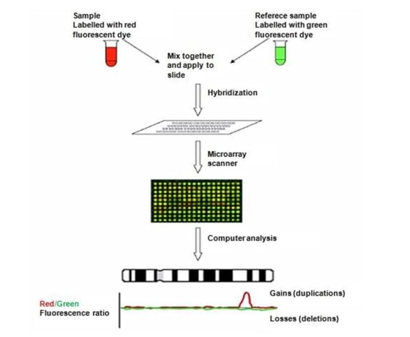 Results Of Microarray Based Comparative Genomic Hybridization Acgh - HD Colorful Designs for Desktop