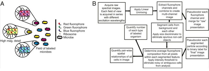 Combinatorial Oligo Fish Creative Bioarray - Download Professional Landscape Pattern | HD