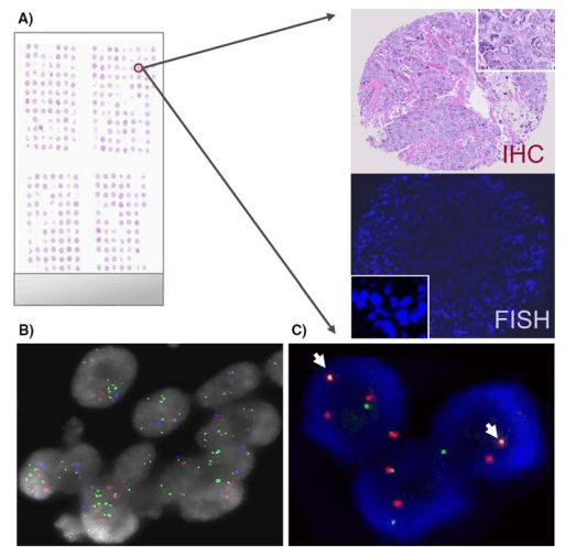 Fish Services On Tissue Microarray Creative Bioarray - Desktop Sunset Photos for Desktop