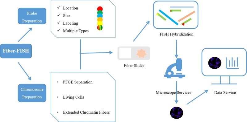 Fiber Fish Creative Bioarray - Best Gradient Pictures in High Resolution