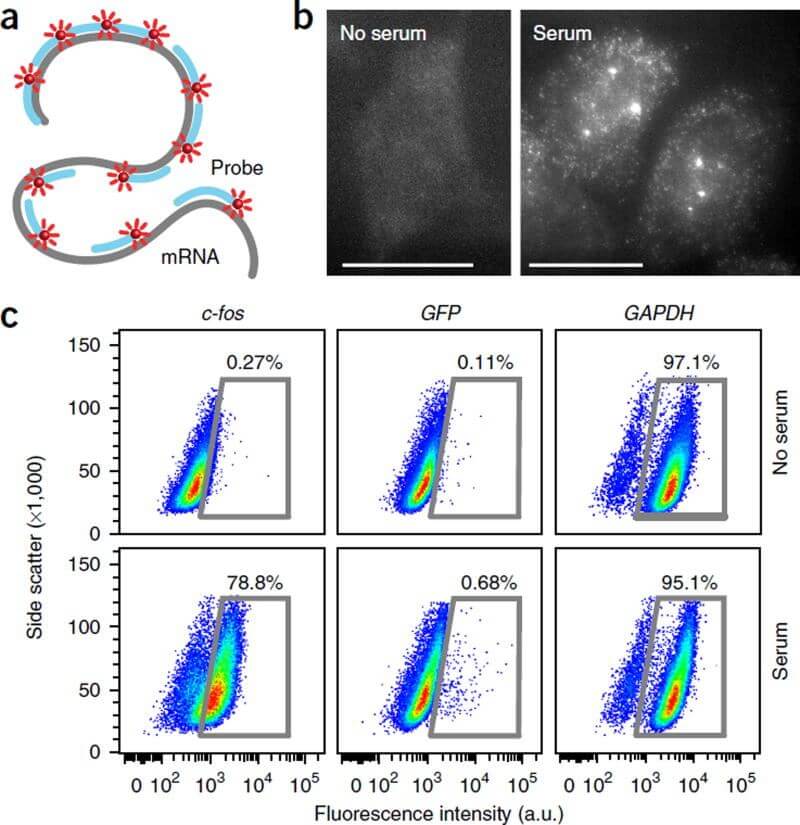Flow Fish Service Creative Bioarray - Ultra HD 8K Nature Images | Free Download