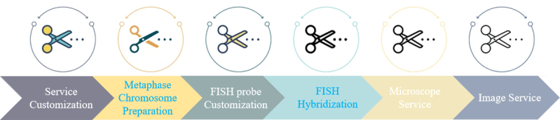 Fish Protocol For Metaphase Chromosomes Creative Bioarray Creative Bioarray - Space Photo Collection - Retina Quality