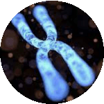 Multicolor Fish M Fish Creative Bioarray Creative Bioarray - Sunset Designs - Beautiful Full HD Collection