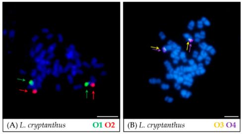 Oligo Fish Probe Creative Bioarray - Best Light Photos in Retina