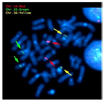 Cell Line Characterization Services Creative Bioarray - Ocean Wallpaper Collection - 4K Quality