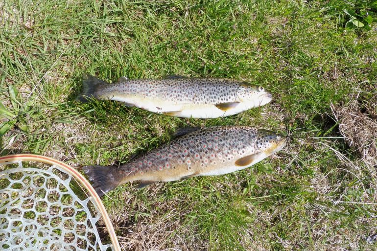 deux truites prises en Ariège
