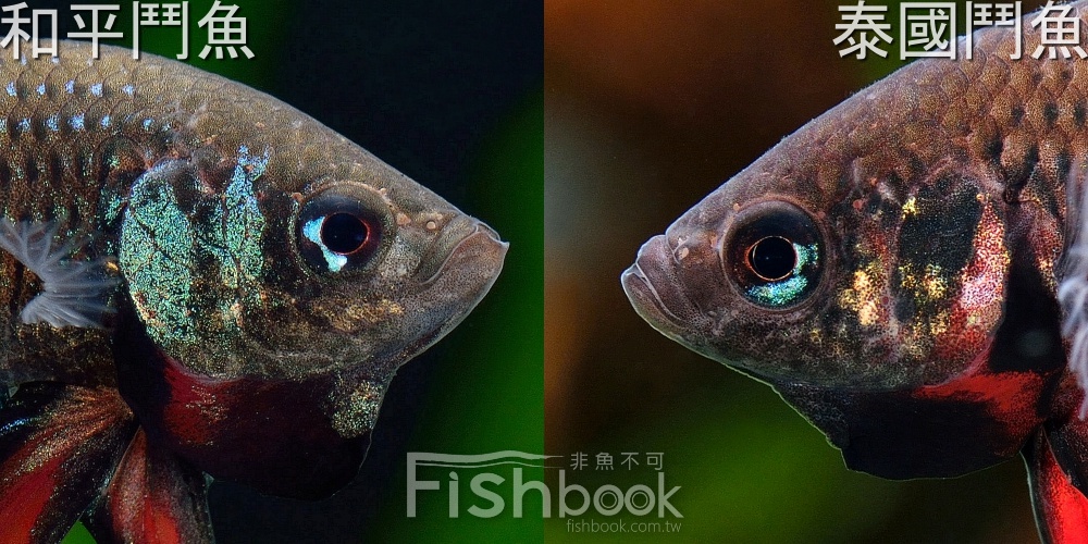 和平與戰爭的使者 英貝利斯鬥魚 Fishbook