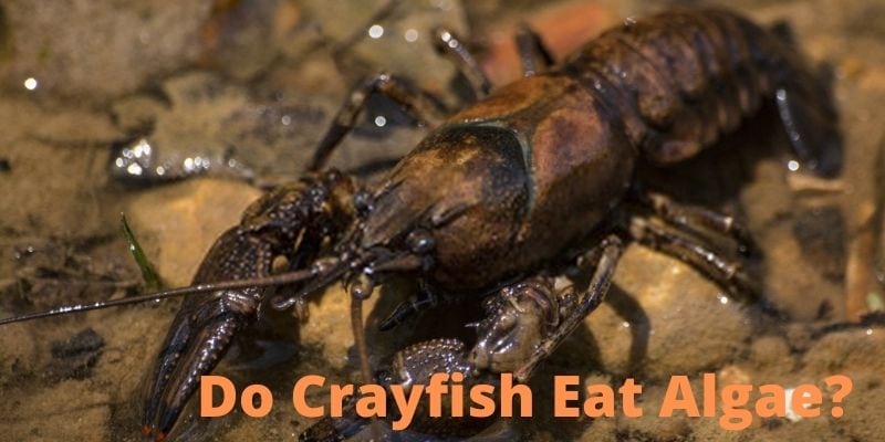 What Do Crayfish Eat The Care Feeding And Breeding Of Crayfish Crawfish Goodmorning Crayfish Crawfish Eat Normally crayfish will eat anything whatever they discover in the bottom of the river or ocean but crayfish are slow-moving. What Do Crayfish Eat The Care Feeding And Breeding Of Crayfish Crawfish Goodmorning Crayfish Crawfish Eat Crayfish love to eat decaying plants such as spinach and lettuce and will eat it immediately if available.
