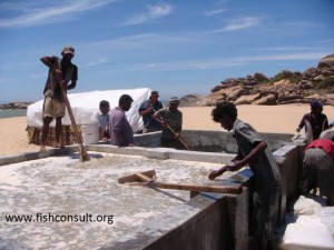 Processing and export of jellyfish in Srilanka