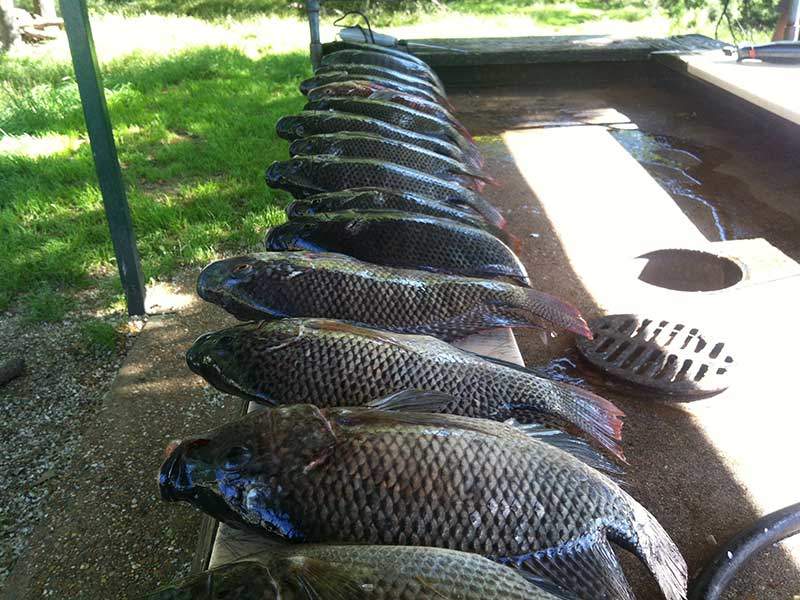 Mmm…Tilapia and Bowfishing Fun