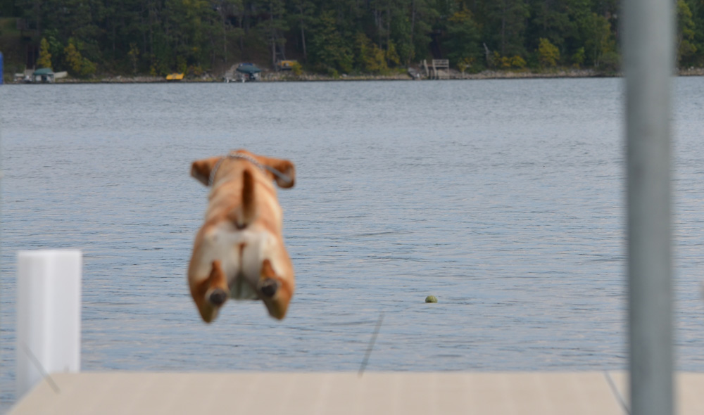 gimme the tennis ball gimme the tennis ball gimme the tennis ball!