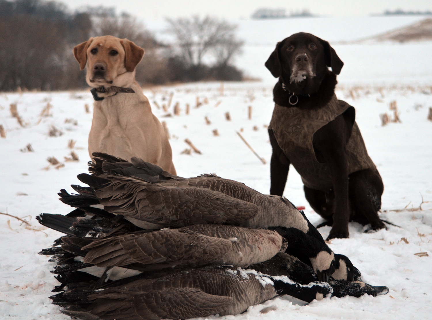 Mika and Buck watch over their work.