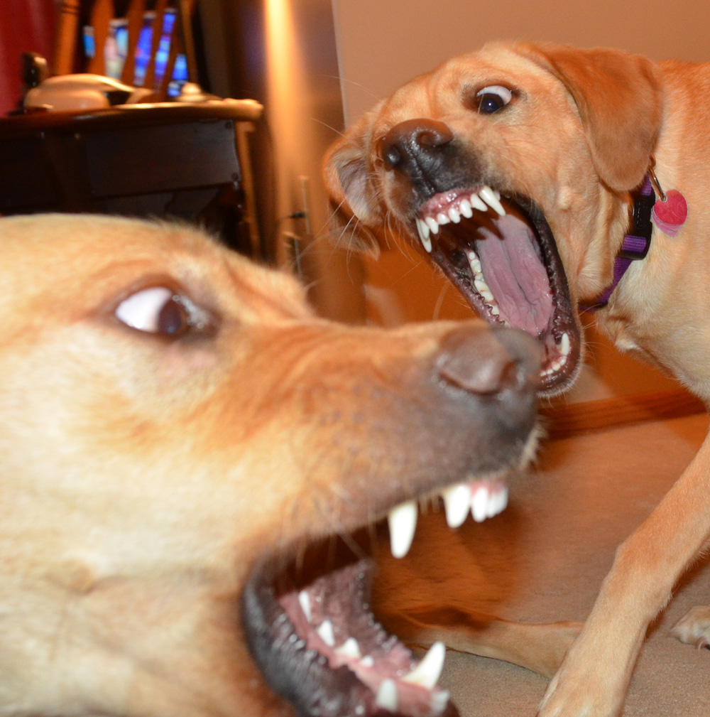 Mika and her sister Echo having a little fun.
