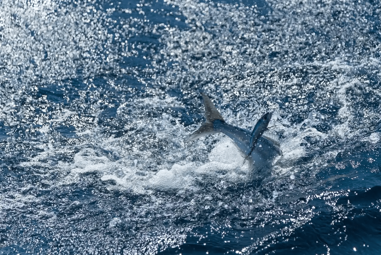 kingfish charters
