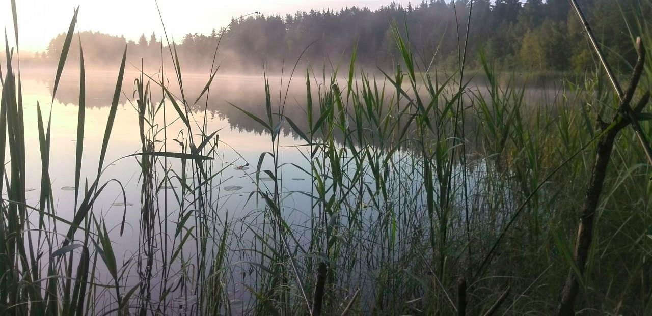 Секрет ловли сазана карпа