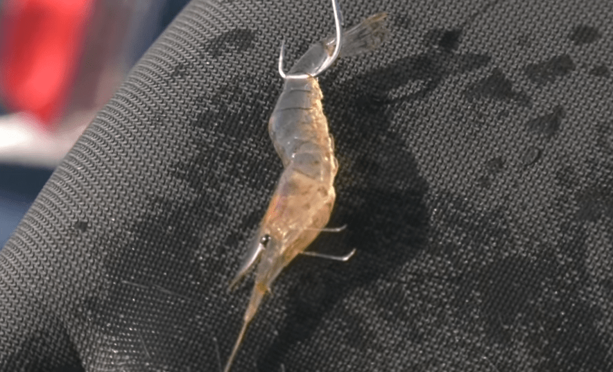 シラサエビをエサにして魚を釣りたい！ハリへの付け方や弱らせないコツを伝授